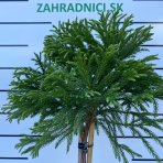 Kryptoméria japonská (Cryptomeria japonica) ´GLOBOSA NANA´ - výška 60-80 cm, kont. C9L (-26 °C) - NA KMIENKU